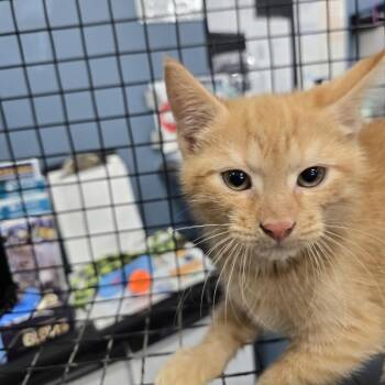 Domestic Short Hair Cats Available for Adoption in Newark, New Jersey - Icey | PetCurious