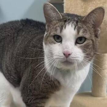 Domestic Short Hair Cats Available for Adoption in Merrifield, Virginia - Beatrice McCracken | PetCurious