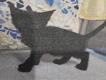 Domestic Short Hair Cats Available for Adoption in Zimmerman, Minnesota - Shadow | PetCurious