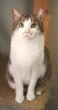 Amewlia -  Domestic Short Hair and Tabby Cat for Adoption in Cookeville, Tennessee - Amewlia | PetCurious