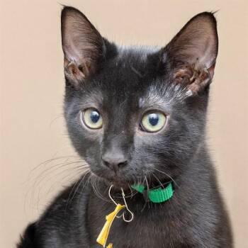 MR HAM -  Domestic Short Hair Cat for Adoption in St. Louis, Missouri - MR HAM | PetCurious