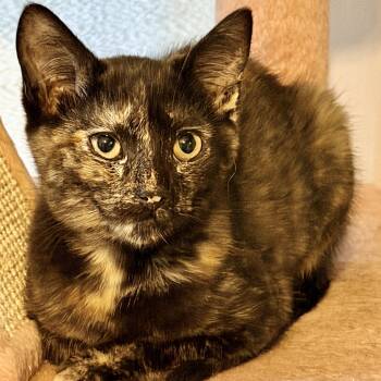 Dove -  Domestic Short Hair Cat for Adoption in Syracuse, New York - Dove | PetCurious