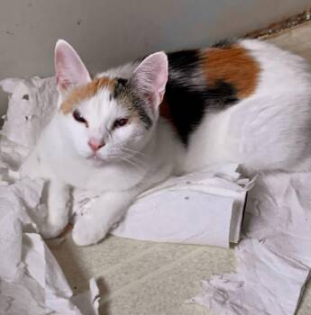 Polly Pocket -  Calico Cat for Adoption - Polly Pocket | PetCurious
