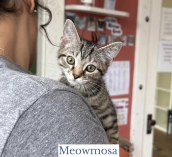 Meowmosa -  Domestic Short Hair Cat Available for Adoption in Berkeley Springs, West Virginia - Meowmosa | PetCurious