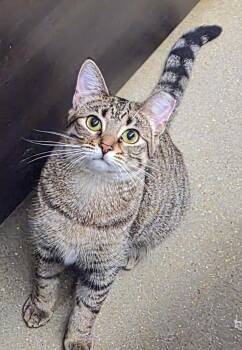 Domestic Short Hair Cats Available for Adoption in Swansea, Illinois - Toaster Strudel  | PetCurious