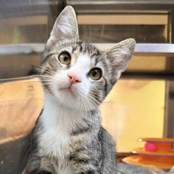Tic -  Domestic Short Hair Cat for Adoption in Palm Springs, California - Tic | PetCurious