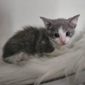 Hephaestus -  Domestic Short Hair Cat for Adoption in Yucaipa, California - Hephaestus | PetCurious