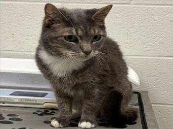 Domestic Short Hair Cats Available for Adoption in Derwood, Maryland - FIREFLY | PetCurious