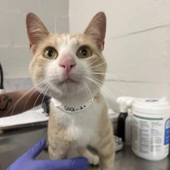 Domestic Short Hair Cats Available for Adoption in Clanton, Alabama - Cola | PetCurious