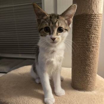 Shannon -  Domestic Short Hair Cat for Adoption in Buffalo, New York - Shannon | PetCurious