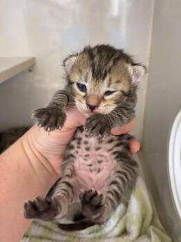 Domestic Short Hair Cats Available for Adoption in Lampasas, Texas - David Meowie | PetCurious