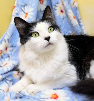 Haven -  Domestic Medium Hair and Maine Coon Cat for Adoption in Tierra Verde, Florida - Haven | PetCurious