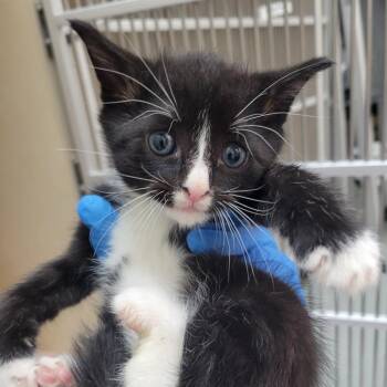 Domestic Short Hair Cats Available for Adoption in Westminster, California - Stabyhoun | PetCurious