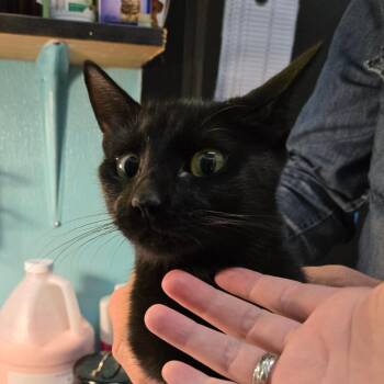 Rescue Domestic Short Hair Cats for Adoption in Graham, Texas - Cornucopia | PetCurious