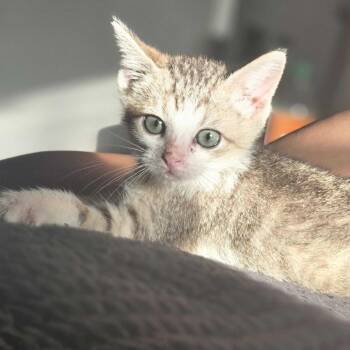 Holy Fish Paste -  Domestic Short Hair Cat for Adoption in Carencro, Louisiana - Holy Fish Paste | PetCurious