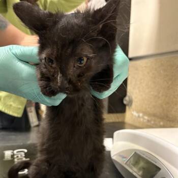 ARMIN -  Domestic Long Hair Cat for Adoption in Riverside, California - ARMIN | PetCurious