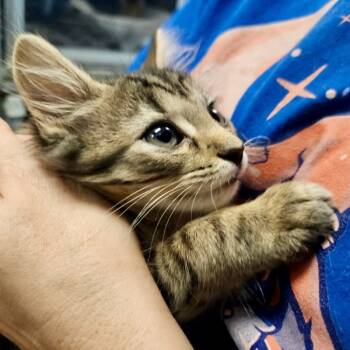 Rescue Domestic Short Hair Cats for Adoption in Raleigh, North Carolina - Sade | PetCurious