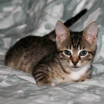 Mayer -  Domestic Short Hair Cat for Adoption in Chattanooga, Tennessee - Mayer | PetCurious