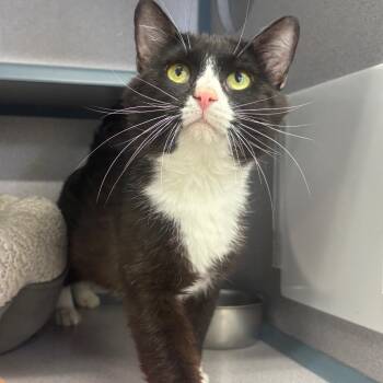 Tutuola -  Domestic Short Hair Cat for Adoption in Marshalltown, Iowa - Tutuola | PetCurious