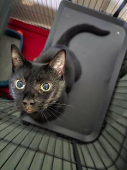 Midnite Lace -  Domestic Short Hair Cat for Adoption in Winthrop, Maine - Midnite Lace | PetCurious