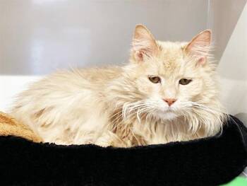 MAEMAE -  Domestic Long Hair Cat for Adoption in Brentwood, Missouri - MAEMAE | PetCurious