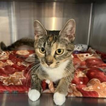 MILAN -  Domestic Short Hair Cat for Adoption in Southbury, Connecticut - MILAN | PetCurious