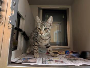 Simon -  Domestic Short Hair Cat for Adoption in Rowlett, Texas - Simon | PetCurious