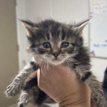 Hazel -  Domestic Short Hair Cat for Adoption in Canton, Illinois - Hazel | PetCurious