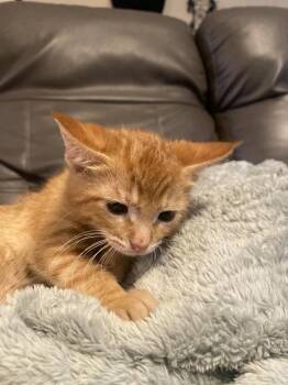 Domestic Short Hair Cats Available for Adoption in Dickson, Tennessee - Kayce | PetCurious