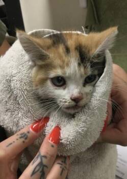 Domestic Short Hair Cats Available for Adoption - TIGER LILY | PetCurious