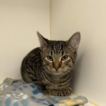 Pickles -  Domestic Short Hair Cat for Adoption in West Palm Beach, Florida - Pickles | PetCurious