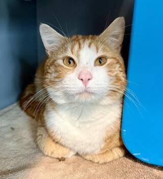 Domestic Short Hair Cats Available for Adoption in Leesburg, Virginia - MR. RODGERS | PetCurious