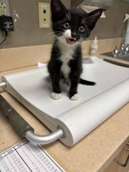 Jitters -  Domestic Medium Hair and Domestic Short Hair Cat for Adoption in Morristown, New Jersey - Jitters | PetCurious