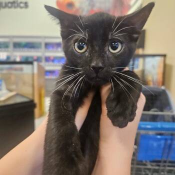 Doodlebop -  Domestic Short Hair Cat for Adoption in Grantsville, Utah - Doodlebop | PetCurious