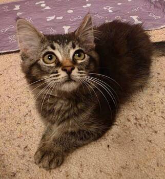 Rescue Tabby and Domestic Medium Hair Cats for Adoption in Sacramento, California - Sarah Sanderson | PetCurious