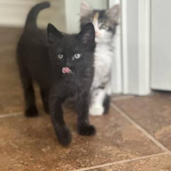 Coffee Bean -  Domestic Short Hair Cat for Adoption in Greenwood, Missouri - Coffee Bean | PetCurious