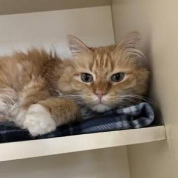 Domestic Long Hair Cats Available for Adoption in Dekalb, Illinois - Ringo | PetCurious