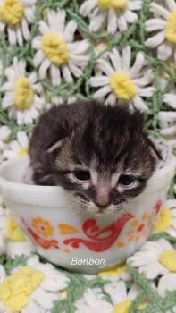 Bonbon -  Domestic Short Hair Cat for Adoption in Oak Park, Michigan - Bonbon | PetCurious
