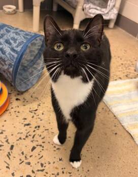 SPIDER -  Domestic Short Hair Cat for Adoption in Leesburg, Virginia - SPIDER | PetCurious