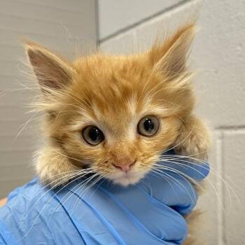 Felix -  Domestic Long Hair Cat for Adoption in Golden, Colorado - Felix | PetCurious