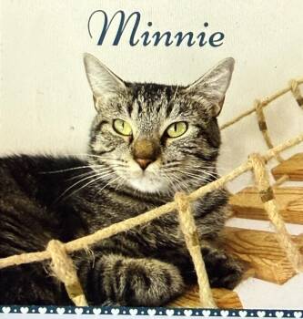 Minnie -  Domestic Short Hair Cat for Adoption in Pawleys Island, South Carolina - Minnie | PetCurious