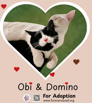 Domestic Long Hair Cats Available for Adoption - Obi And Domino - ^^Bonded Pair^^ | PetCurious