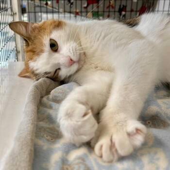 Domestic Short Hair Cats Available for Adoption in Warwick, Rhode Island - Rosedale | PetCurious