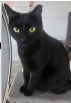 Domestic Short Hair Cats Available for Adoption in Greenfield, Indiana - Morrison | PetCurious