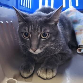 Huntley -  Domestic Short Hair and Mixed Breed Cat for Adoption in Clearwater, Florida - Huntley | PetCurious