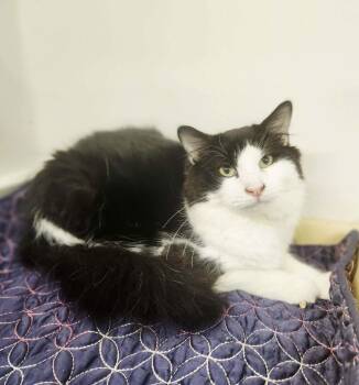 Domestic Long Hair Cats Available for Adoption - Sir Lix A Lot | PetCurious