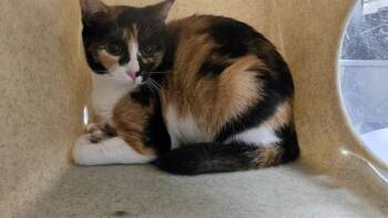 SHIRA -  Domestic Short Hair Cat for Adoption in Thousand Palms, California - SHIRA | PetCurious