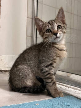 Rescue Domestic Short Hair Cats for Adoption in West Palm Beach, Florida - Fernando | PetCurious