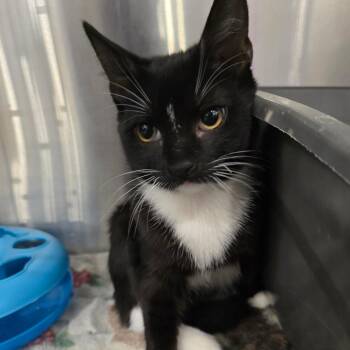 Snowy -  Domestic Short Hair Cat for Adoption in Williston, Florida - Snowy | PetCurious