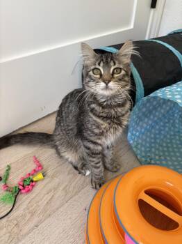 Domestic Medium Hair and Tabby Cats Available for Adoption - Rustoro | PetCurious